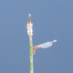 Xanthagrion erythroneurum at Stromlo, ACT - 13 Dec 2021