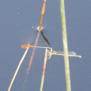 Xanthagrion erythroneurum at Stromlo, ACT - 13 Dec 2021