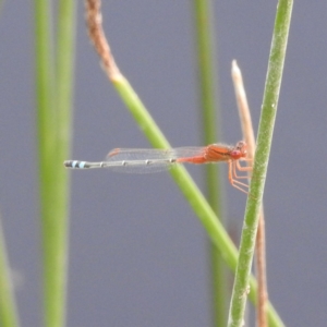 Xanthagrion erythroneurum at Stromlo, ACT - 13 Dec 2021