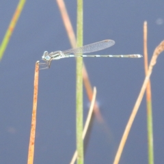 Austrolestes leda (Wandering Ringtail) at Lions Youth Haven - Westwood Farm A.C.T. - 13 Dec 2021 by HelenCross