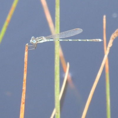 Austrolestes leda (Wandering Ringtail) at Lions Youth Haven - Westwood Farm A.C.T. - 13 Dec 2021 by HelenCross