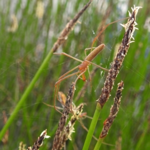 Tetragnatha sp. (genus) at Stromlo, ACT - 13 Dec 2021