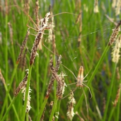 Tetragnatha sp. (genus) at Stromlo, ACT - 13 Dec 2021