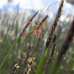 Tetragnatha sp. (genus) at Stromlo, ACT - 13 Dec 2021