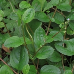 Hackelia latifolia at Majors Creek, NSW - 11 Dec 2021