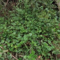 Hackelia latifolia at Majors Creek, NSW - 11 Dec 2021