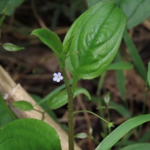 Hackelia latifolia at Majors Creek, NSW - 11 Dec 2021 02:51 PM