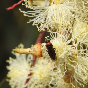 Pergidae sp. (family) at Kambah, ACT - 14 Dec 2021