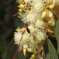 Pergidae sp. (family) at Kambah, ACT - suppressed