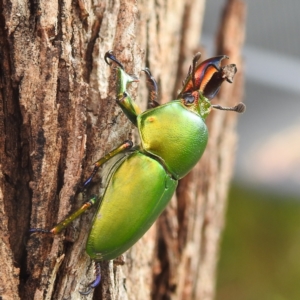 Lamprima aurata at Kambah, ACT - 14 Dec 2021