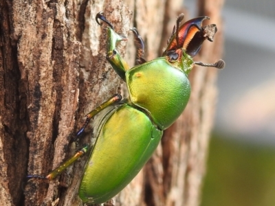 Lamprima aurata (Golden stag beetle) at Kambah, ACT - 13 Dec 2021 by HelenCross