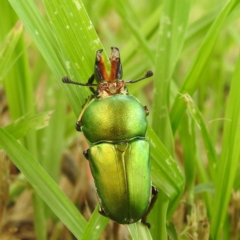 Lamprima aurata at Kambah, ACT - 14 Dec 2021