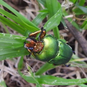 Lamprima aurata at Kambah, ACT - 14 Dec 2021