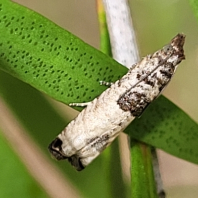 Spilonota constrictana (A Tortricid moth) at Sullivans Creek, Lyneham South - 14 Dec 2021 by trevorpreston