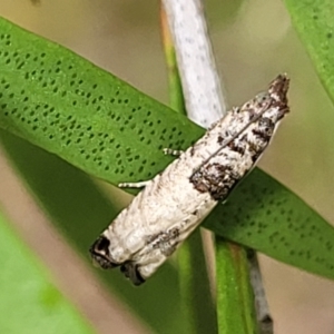 Spilonota constrictana at Lyneham, ACT - 14 Dec 2021 11:44 AM