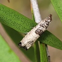 Spilonota constrictana at Lyneham, ACT - 14 Dec 2021 11:44 AM