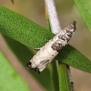 Spilonota constrictana at Lyneham, ACT - 14 Dec 2021 11:44 AM