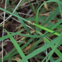 Dichelachne inaequiglumis (Plume Grass) at Majors Creek, NSW - 11 Dec 2021 by AndyRoo