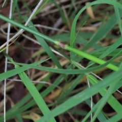 Unidentified Grass (TBC) at Majors Creek, NSW - 11 Dec 2021 by AndyRoo
