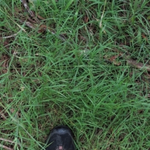 Dichelachne inaequiglumis at Majors Creek, NSW - 11 Dec 2021