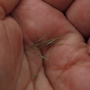 Dichelachne inaequiglumis at Majors Creek, NSW - 11 Dec 2021