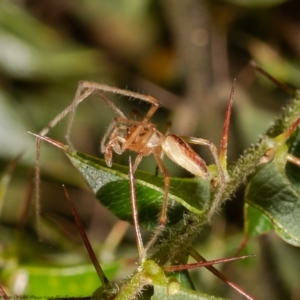 Tetragnatha sp. (genus) at Acton, ACT - 14 Dec 2021