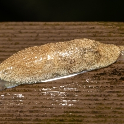 Cystopelta sp. (genus) (Unidentified Cystopelta Slug) at Acton, ACT - 14 Dec 2021 by Roger