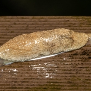 Cystopelta sp. (genus) at Acton, ACT - 14 Dec 2021