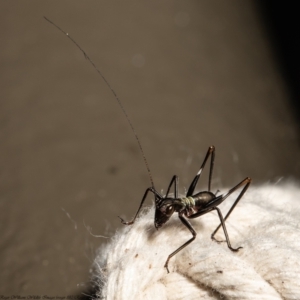 Tettigoniidae (family) at Acton, ACT - 14 Dec 2021 10:48 AM