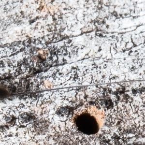 Megalyra sp. (genus) at Acton, ACT - 14 Dec 2021