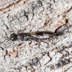 Megalyra sp. (genus) at Acton, ACT - 14 Dec 2021