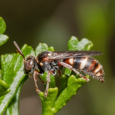 Bembecinus sp. (genus) (A sand wasp) at Acton, ACT - 13 Dec 2021 by Roger