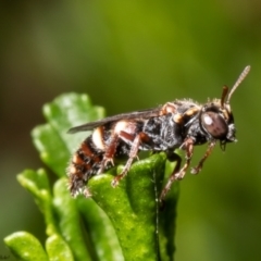 Bembecinus sp. (genus) at Acton, ACT - 13 Dec 2021