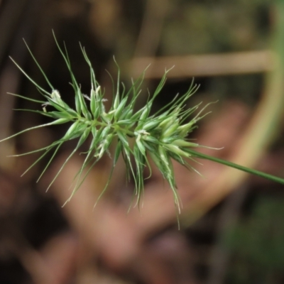 Echinopogon sp. (Hedgehog Grass) at Majors Creek, NSW - 11 Dec 2021 by AndyRoo