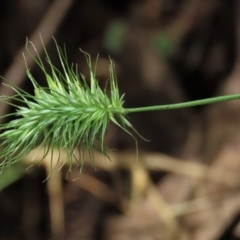 Echinopogon sp. at Majors Creek, NSW - 11 Dec 2021