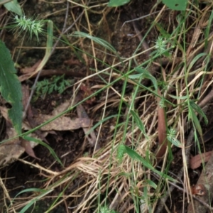 Echinopogon sp. (genus) at Majors Creek, NSW - 11 Dec 2021