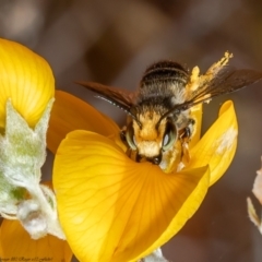 Megachile (Eutricharaea) maculariformis (Gold-tipped leafcutter bee) at Acton, ACT - 13 Dec 2021 by Roger