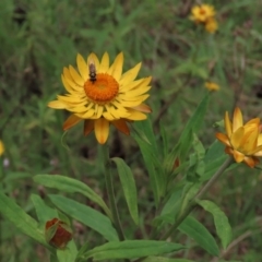 Xerochrysum bracteatum (Golden Everlasting) at Majors Creek, NSW - 11 Dec 2021 by AndyRoo