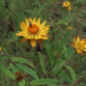 Xerochrysum bracteatum at Majors Creek, NSW - 11 Dec 2021