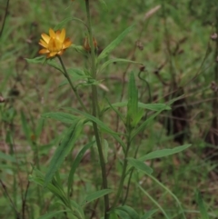 Xerochrysum bracteatum at Majors Creek, NSW - 11 Dec 2021