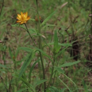 Xerochrysum bracteatum at Majors Creek, NSW - 11 Dec 2021