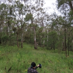 Xerochrysum bracteatum at Majors Creek, NSW - 11 Dec 2021
