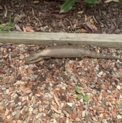 Tiliqua scincoides scincoides (Eastern Blue-tongue) at Campbell, ACT - 14 Dec 2021 by Phenderson