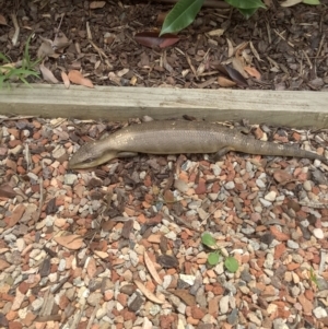 Tiliqua scincoides scincoides at Campbell, ACT - 14 Dec 2021