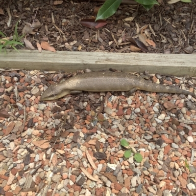 Tiliqua scincoides scincoides (Eastern Blue-tongue) at Campbell, ACT - 14 Dec 2021 by Phenderson