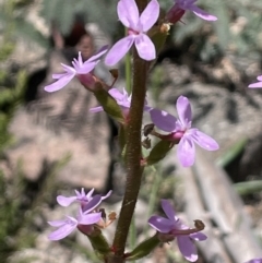 Stylidium armeria subsp. armeria (Trigger Plant) at Namadgi National Park - 12 Dec 2021 by JaneR