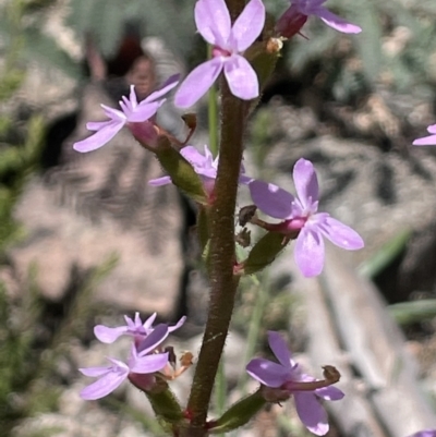 Stylidium armeria subsp. armeria (Trigger Plant) at Rendezvous Creek, ACT - 12 Dec 2021 by JaneR