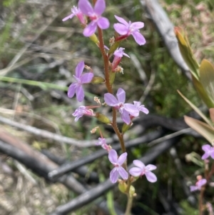 Stylidium armeria subsp. armeria at Rendezvous Creek, ACT - 12 Dec 2021