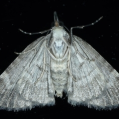 Microdes asystata at Ainslie, ACT - 8 Dec 2021 10:41 PM