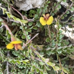 Bossiaea buxifolia (Matted Bossiaea) at Rendezvous Creek, ACT - 12 Dec 2021 by JaneR